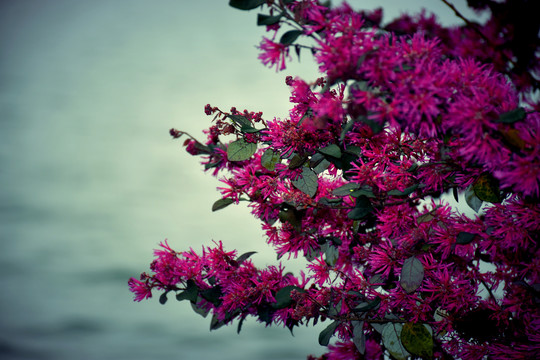 西湖红花檵木