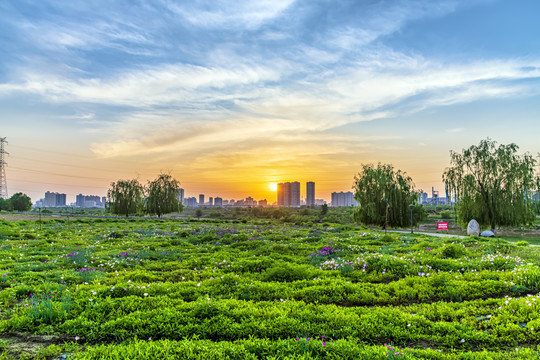 开满鲜花草地