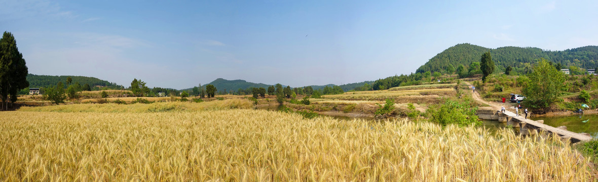 麦田