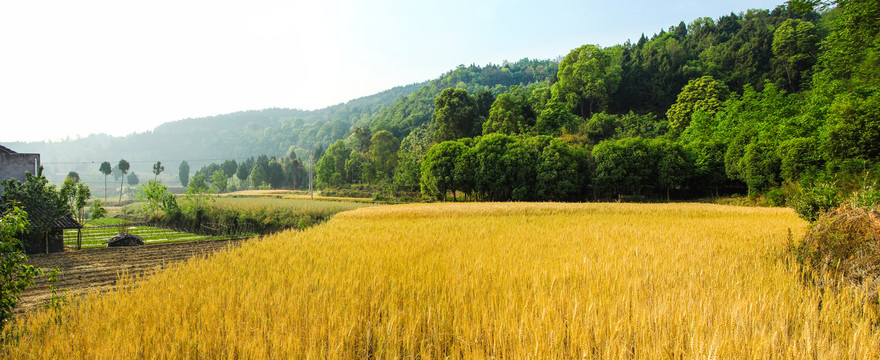 麦田