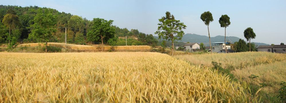 麦田