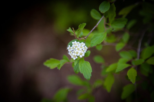 小白花