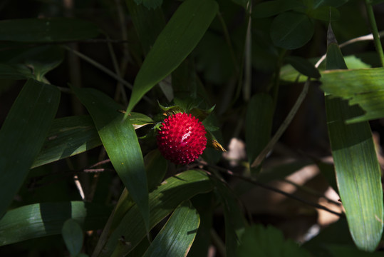 野生草莓