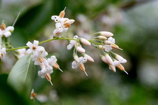 野茉莉