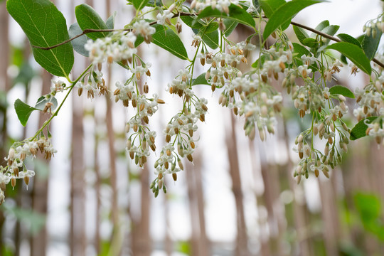 野茉莉