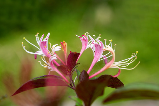 金银花