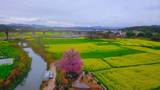 衡阳萱洲古镇油菜花