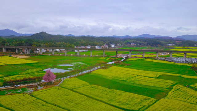 衡阳萱洲古镇油菜花