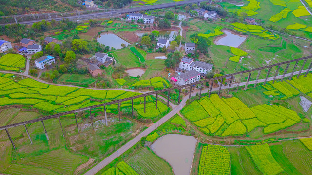 衡阳萱洲古镇油菜花