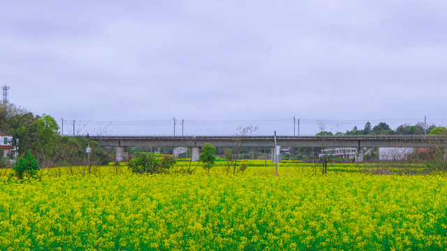 衡阳萱洲古镇油菜花