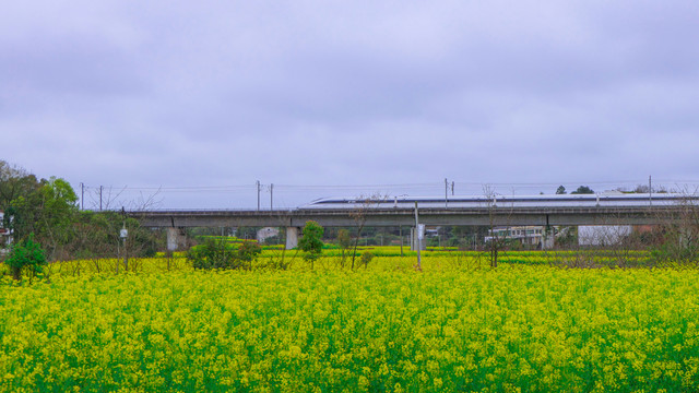 高铁穿过油菜花花海