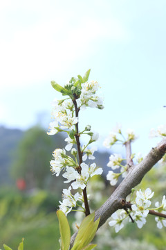 梨花