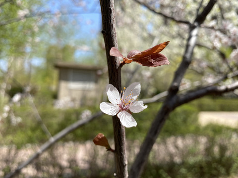 紫叶李