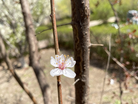 紫叶李