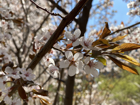 紫叶李