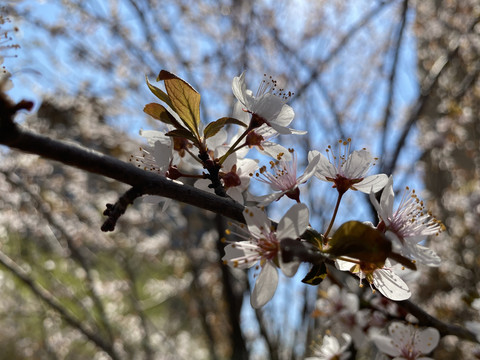 紫叶李