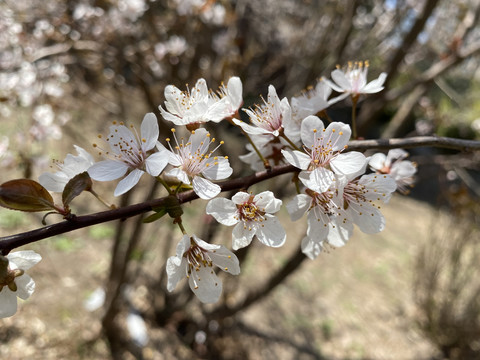 紫叶李