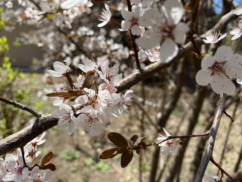 紫叶李