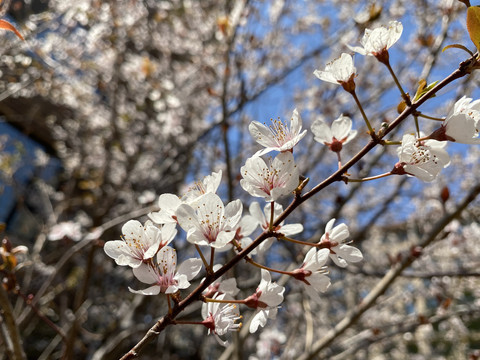 紫叶李