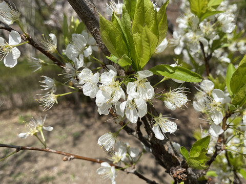 李子花