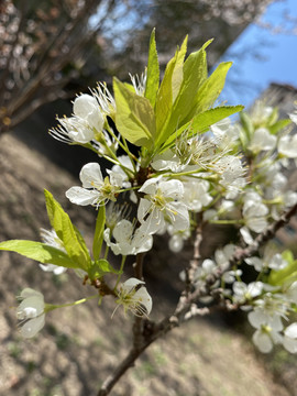 李子花