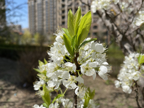 李子花