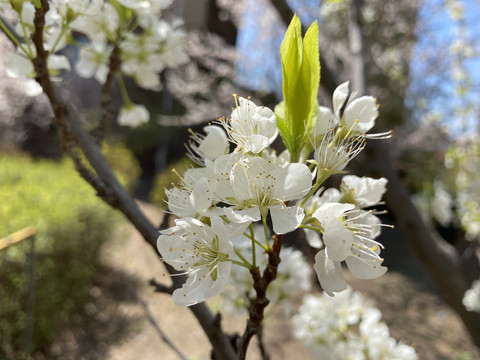 海棠花