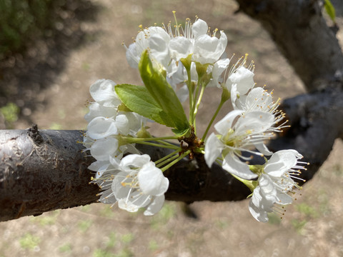 李子花