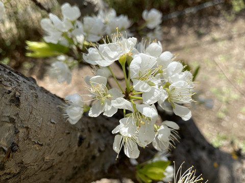 李子花