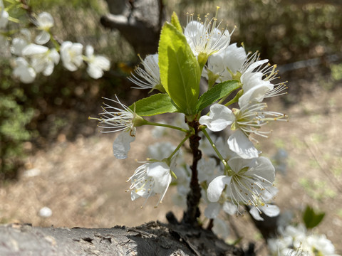 李子花