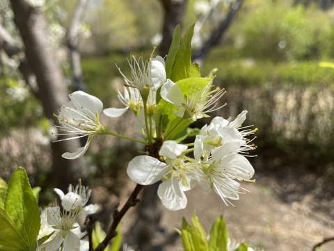 李子花