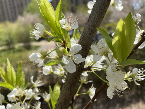 李子花