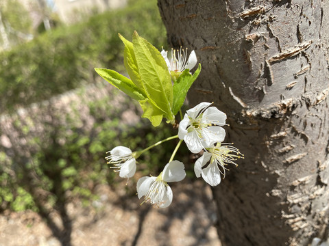 李子花