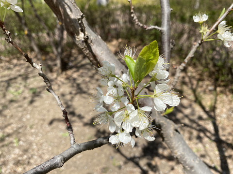 李子花