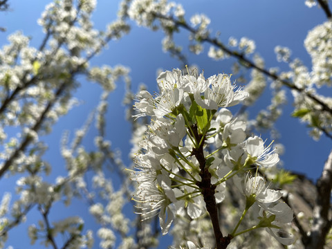 李子花