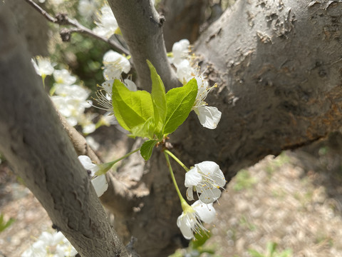 李子花