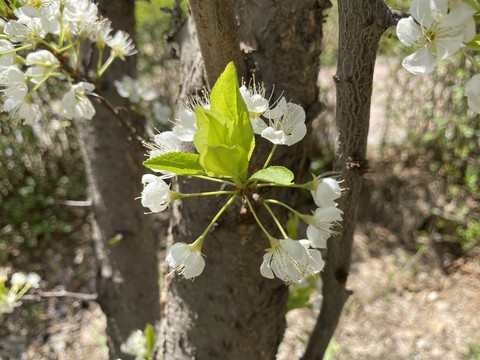 李子花