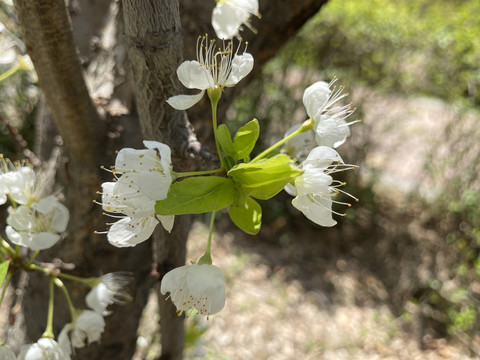 李子花