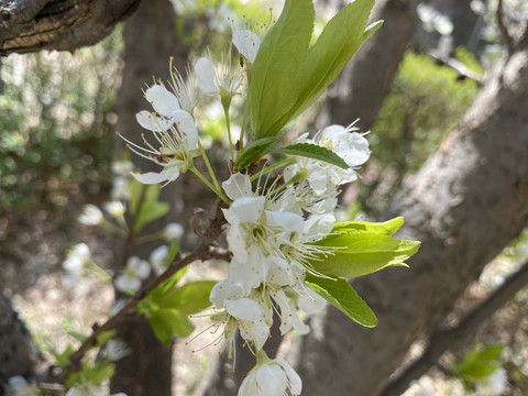 李子花