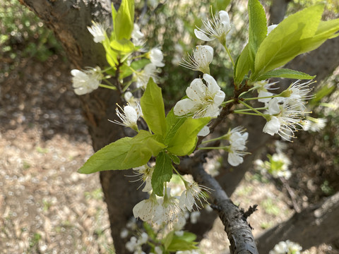 李子花