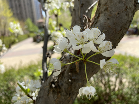 李子花