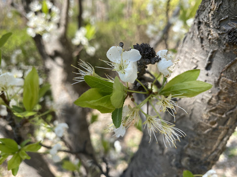 李子花