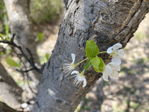 李子花