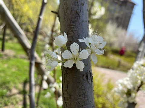 李子花