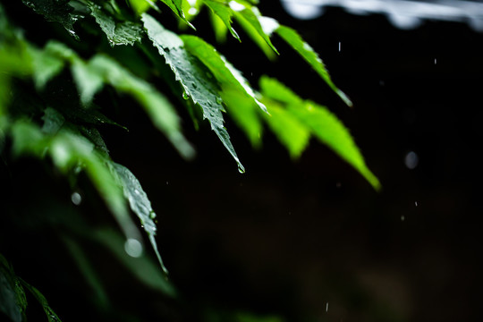 雨中植物