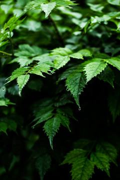 雨中植物