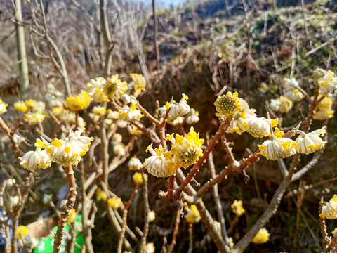 梦冬花