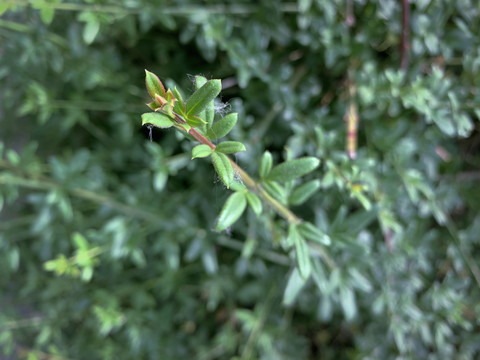 野草特写