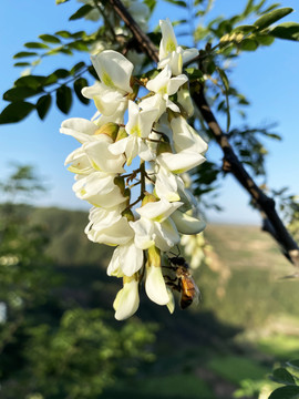 蜜蜂采蜜洋槐花