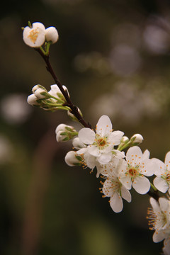 梨花